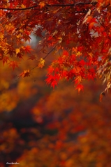 2014紅葉　清水寺