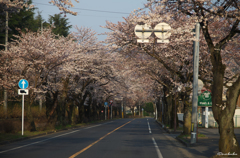 桜トンネル