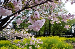八重桜と菜の花