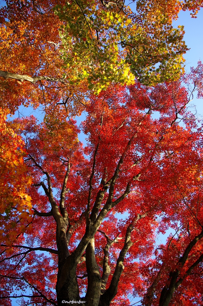 2014紅葉　太平山県立自然公園