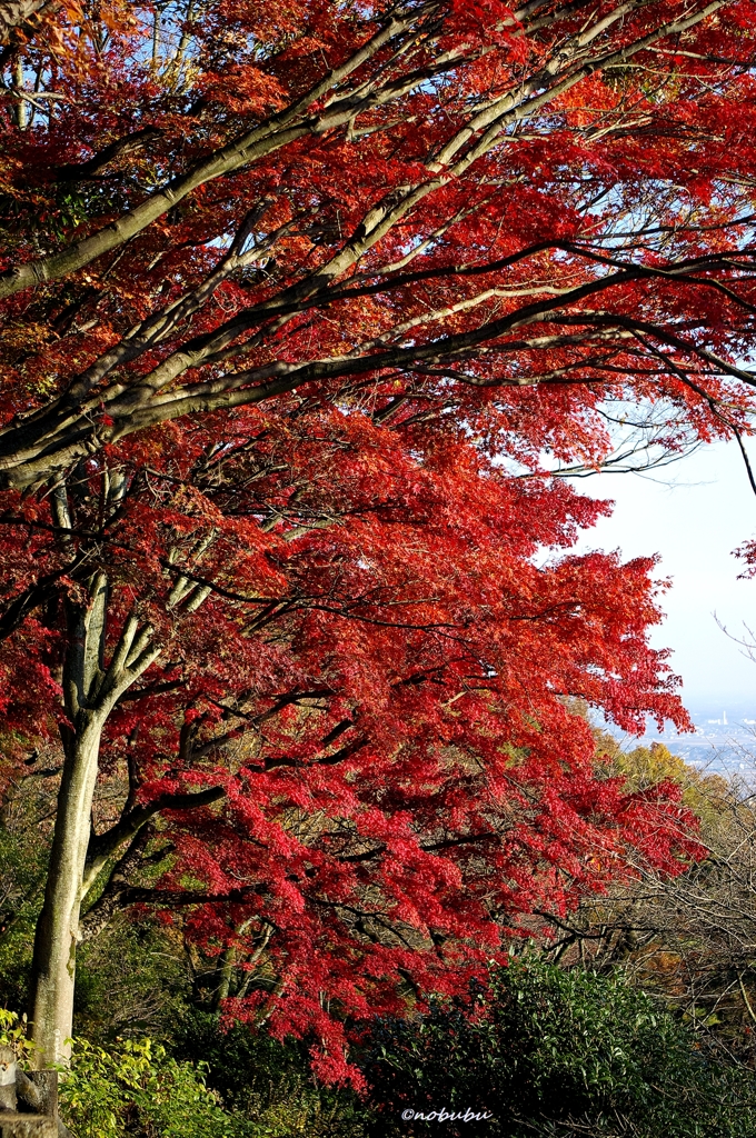 2014紅葉　太平山県立自然公園