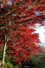 2014紅葉　太平山県立自然公園