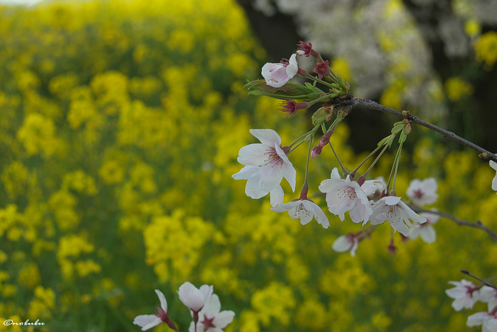 菜の花をバックに