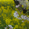 菜の花をバックに