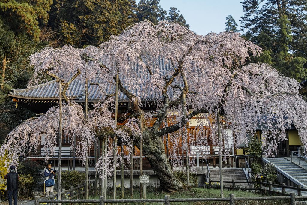 大山寺枝垂れ桜