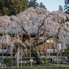 大山寺枝垂れ桜