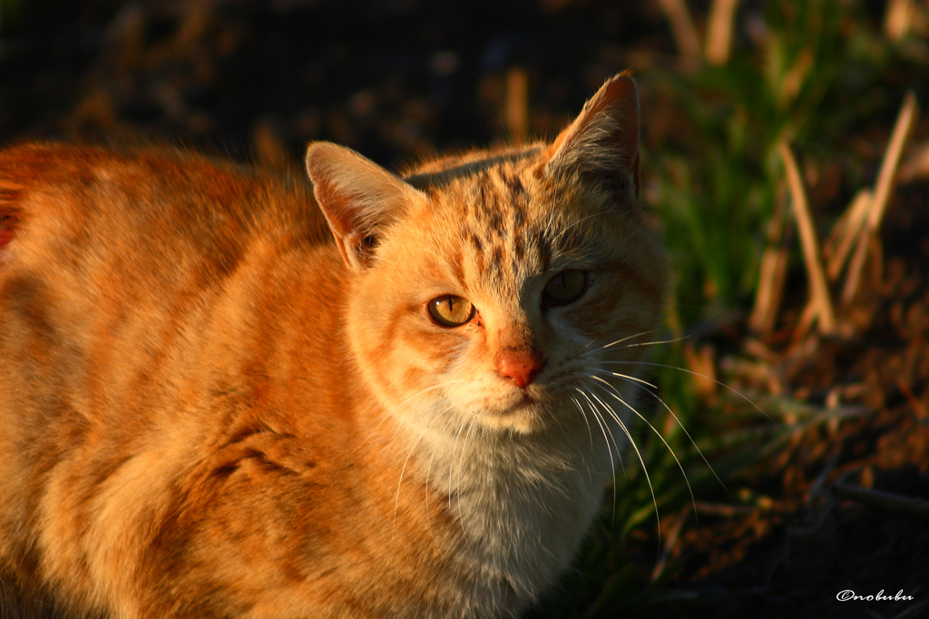 ねこ