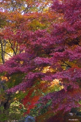 2014紅葉　清水寺