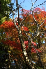 紅葉　唐沢山