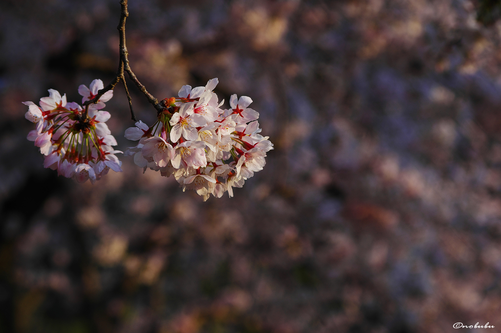 桜