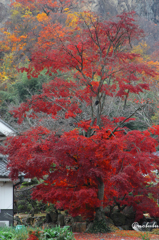 燃えるように