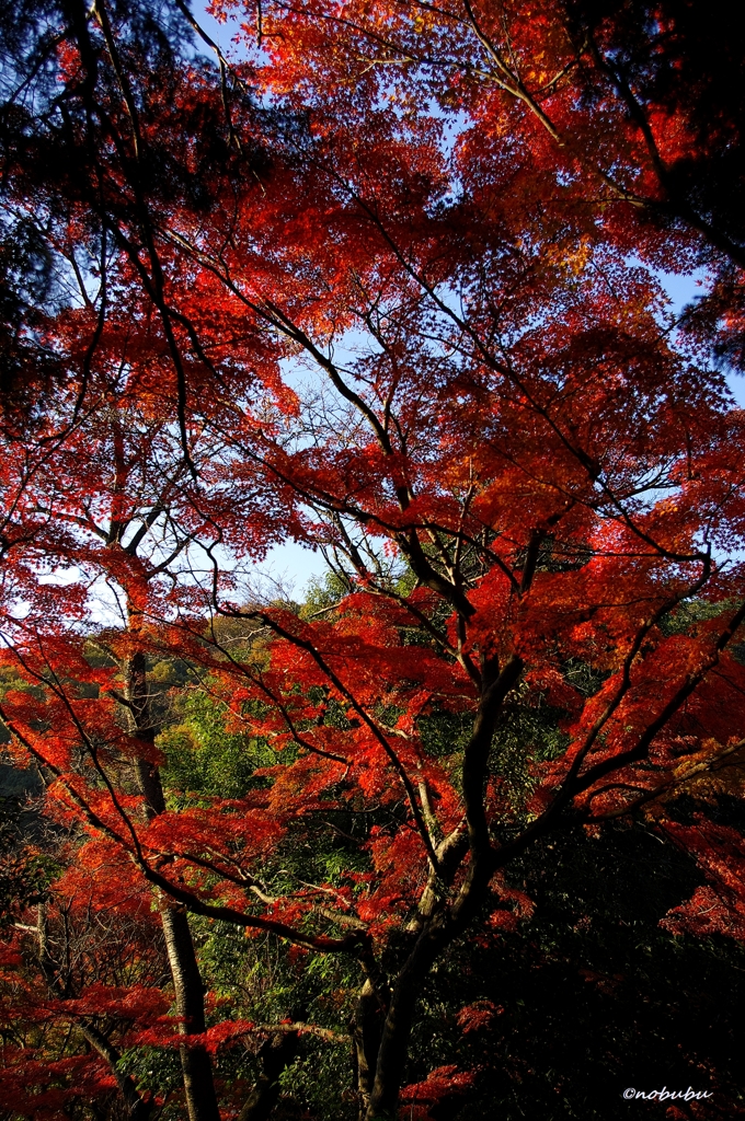 2014紅葉　太平山県立自然公園