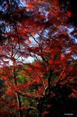 2014紅葉　太平山県立自然公園