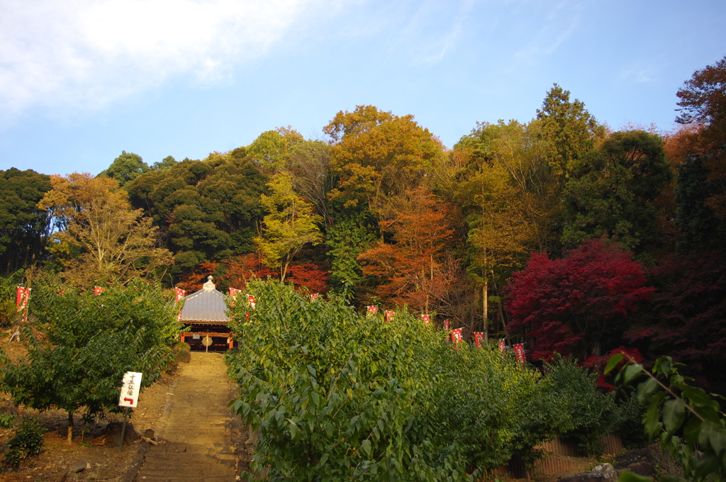 2014紅葉　清水寺