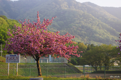八重