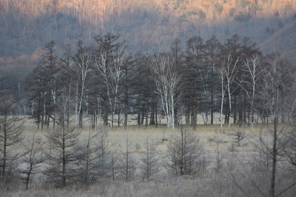 初冬の戦場ヶ原