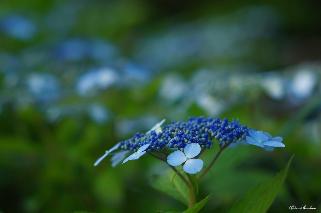 早朝の紫陽花4