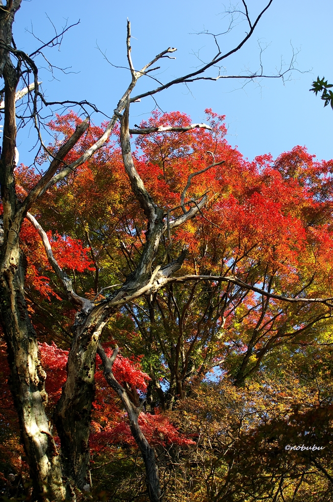 紅葉　唐沢山