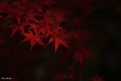 モユル