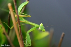 子カマキリの威嚇