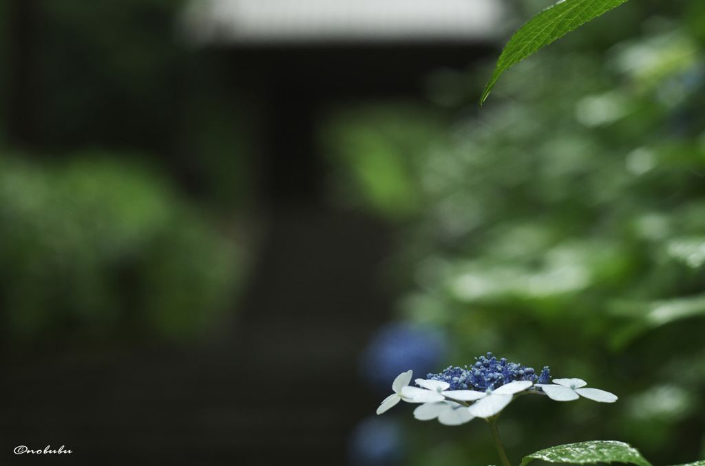 雨の山寺