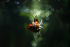 妄想金魚（修正版）