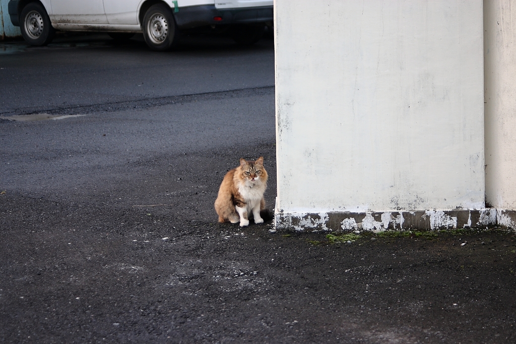 ねこ