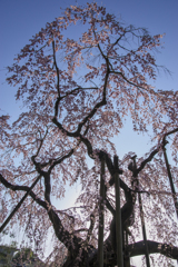 大山寺枝垂れ桜