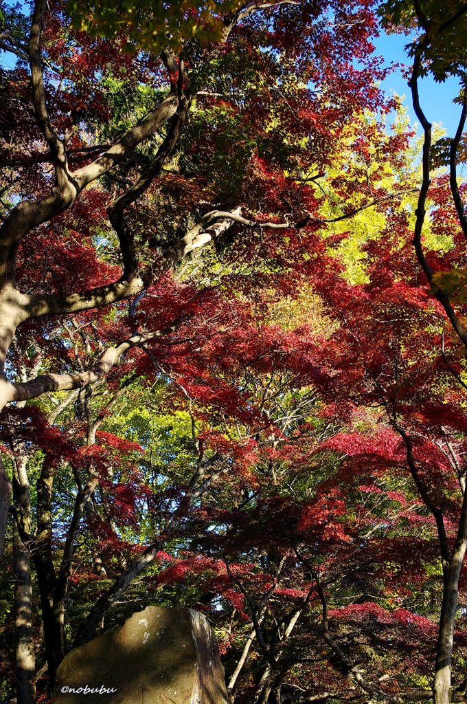 2014紅葉　太平山県立自然公園