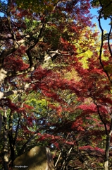 2014紅葉　太平山県立自然公園