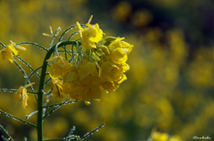 菜の花