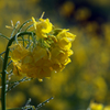 菜の花