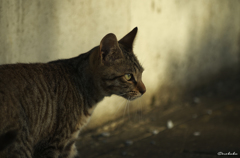ねこ