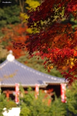 2014紅葉　清水寺