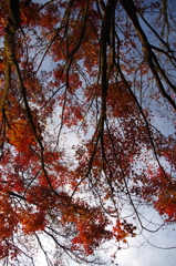 2014紅葉　清水寺