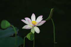 蓮