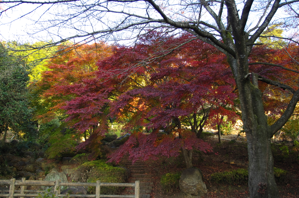 2014紅葉 清水寺