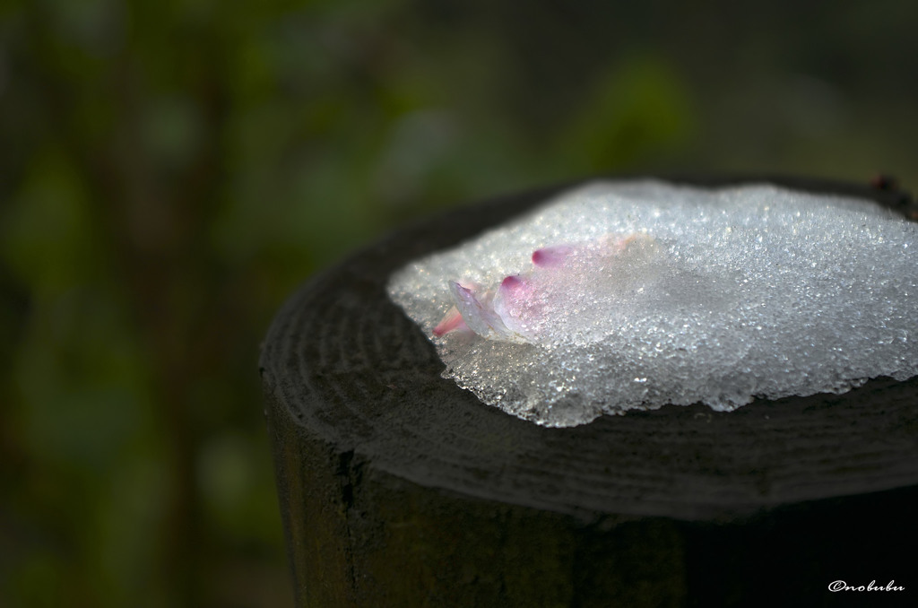 花びらと雪