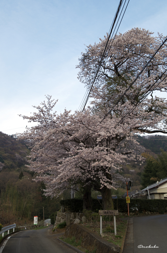 清水寺（せいすいじ）