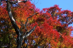 紅葉　唐沢山