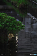 水辺