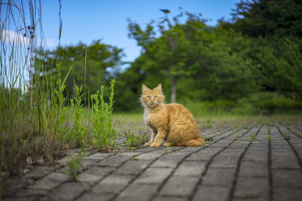 びっくり猫