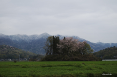 雪をかぶった山に桜