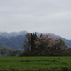 雪をかぶった山に桜