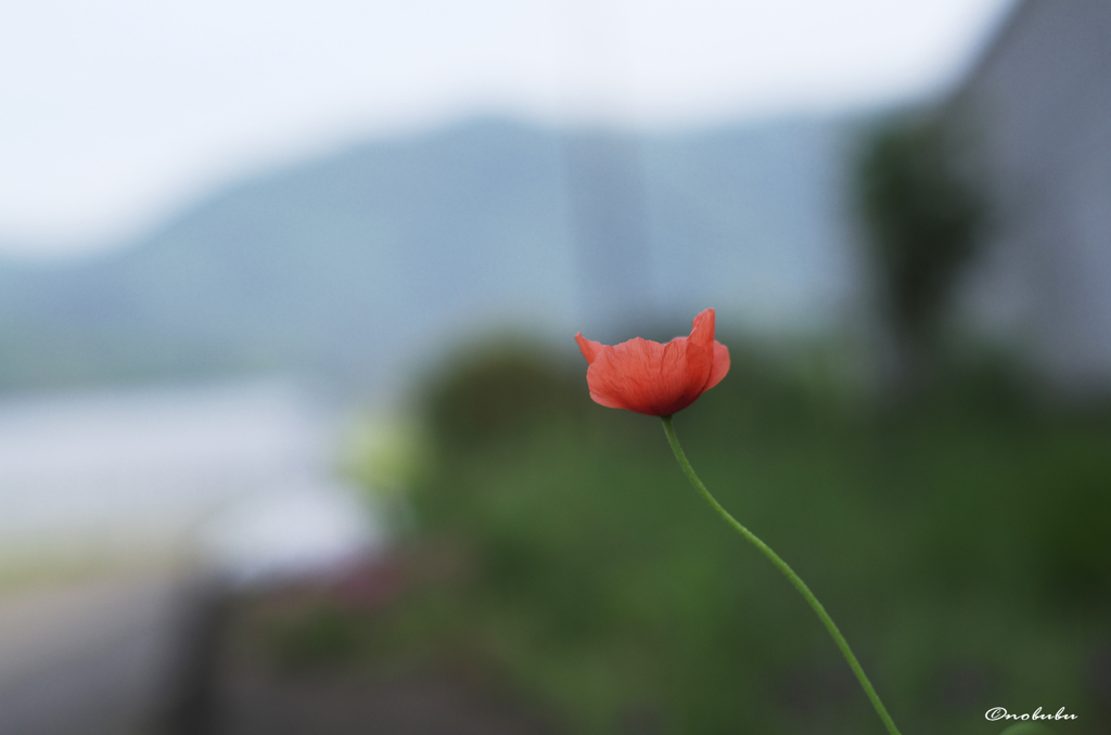 オレンジ
