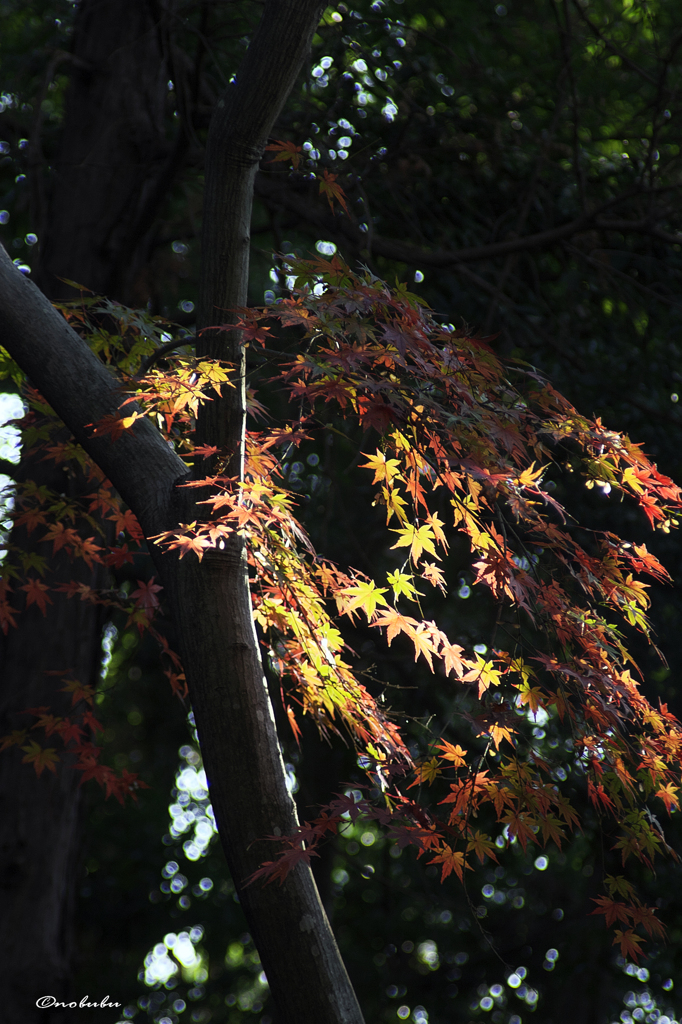 残り紅葉