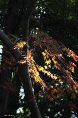 残り紅葉