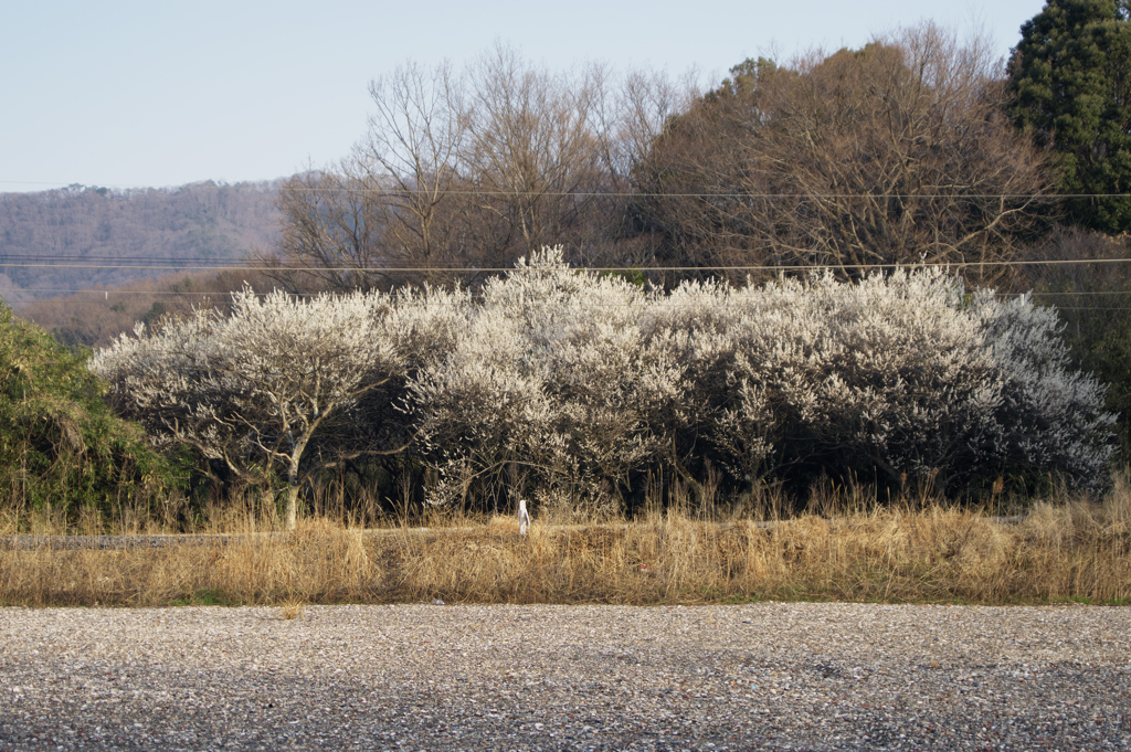 線路脇の梅