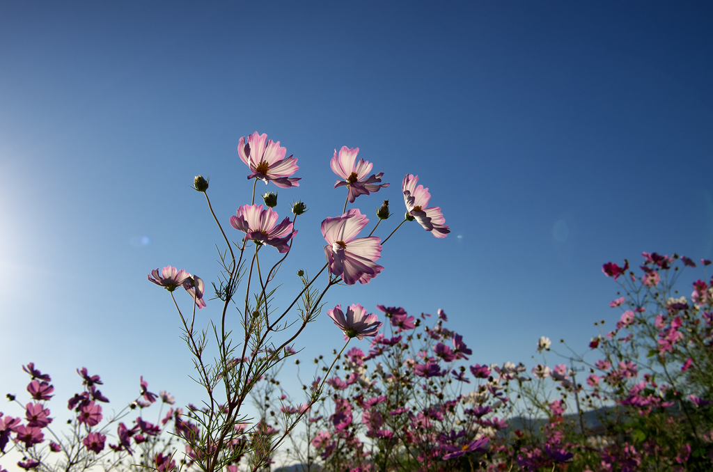 秋桜