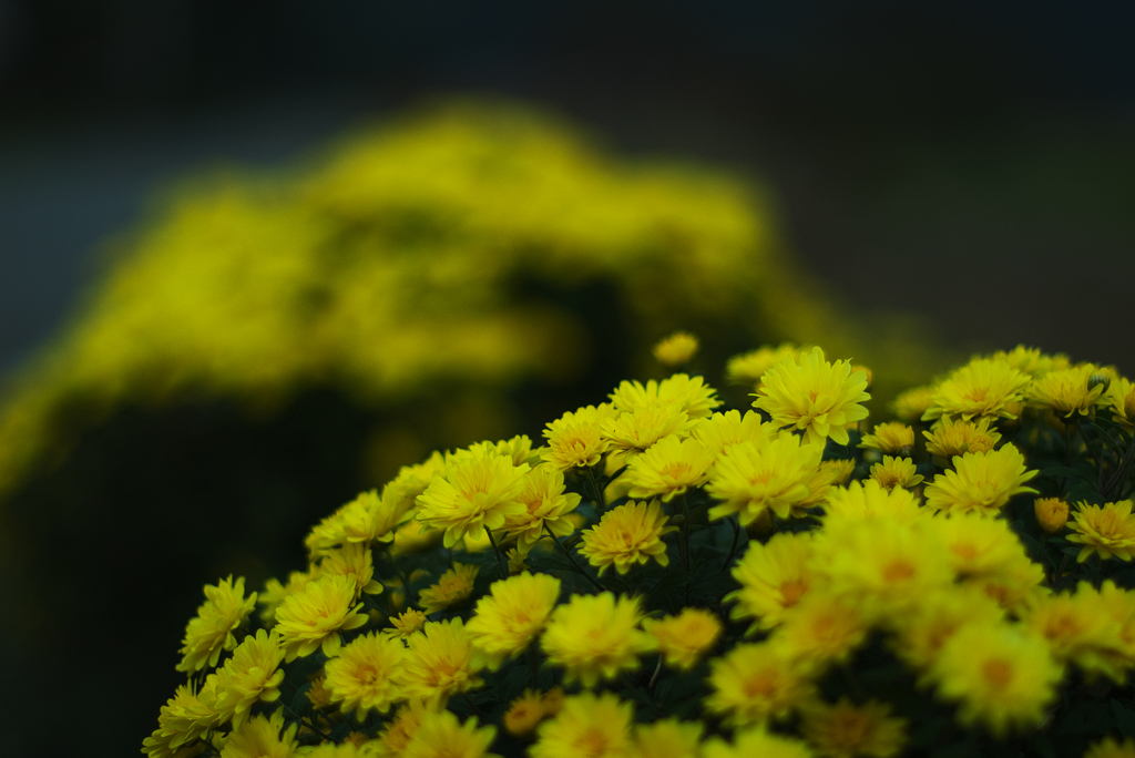 道ばたの菊